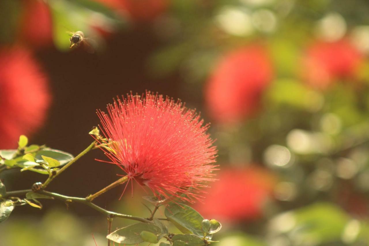 Thach Thao Homestay ミトー エクステリア 写真